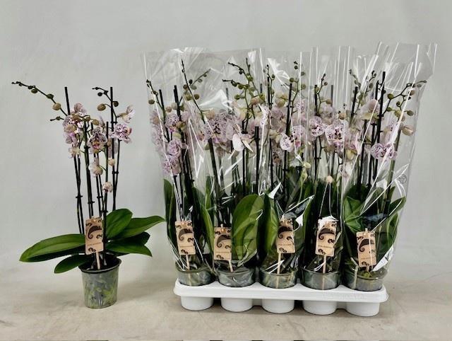 <h4>PHAL OV ROZE</h4>