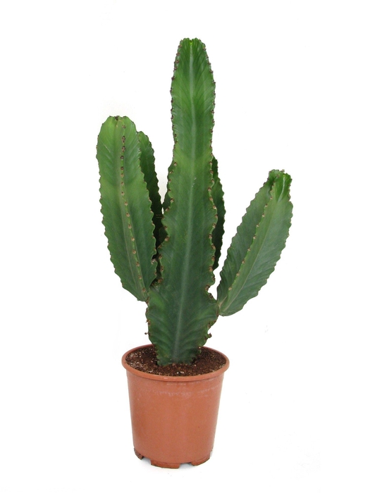 <h4>Euphorbia ingens canarias 24 cm</h4>