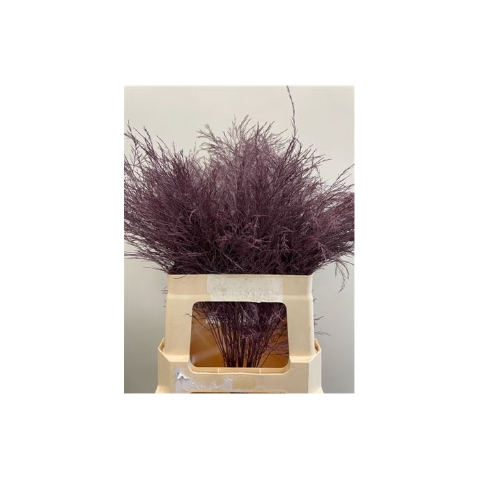 <h4>Treefern Cassis</h4>
