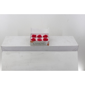 Rosa Preserved Cherry Blush