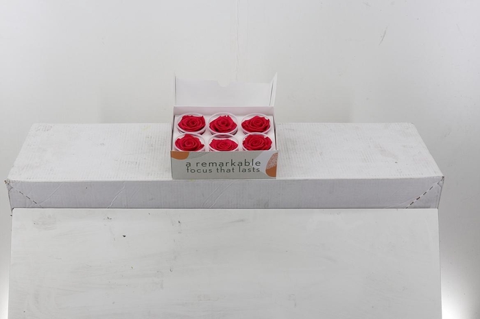 <h4>Rosa Preserved Cherry Blush</h4>