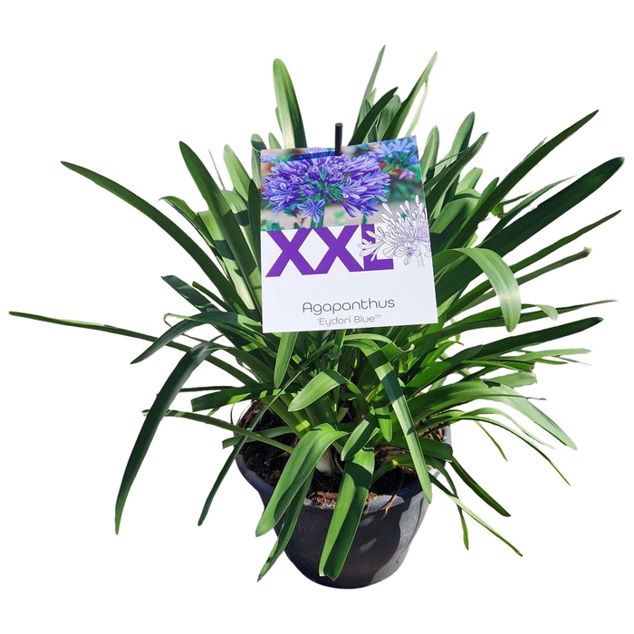 <h4>Agapanthus 7 stek blauw pot 32 grootbl. doorbl. nog zonder knop</h4>