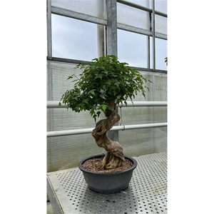 Acer buergerianum, pot 32 cm. Height 70cm. (single item)