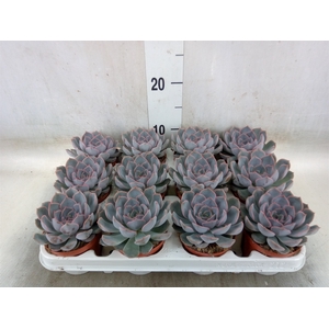 Echeveria  'Orion'