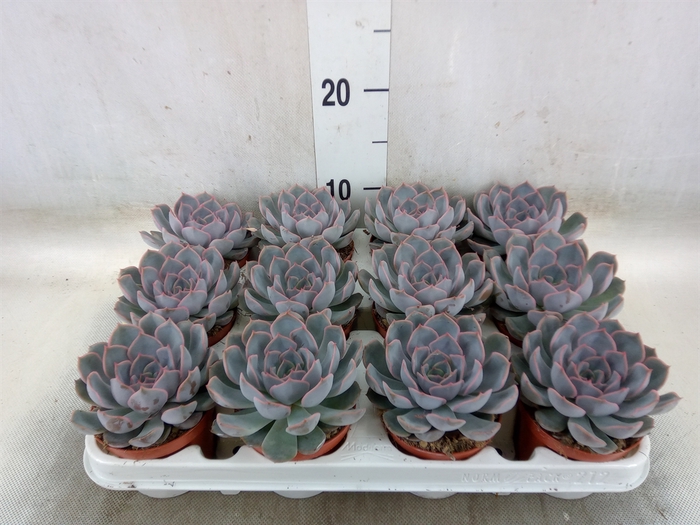 <h4>Echeveria  'Orion'</h4>