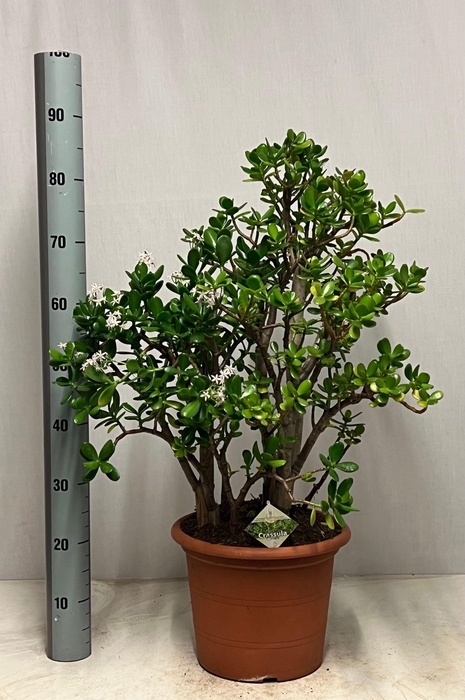 <h4>CRASS OVATA</h4>