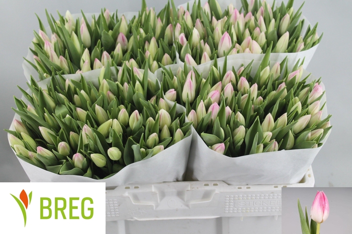 <h4>TU EN FIRST CLASS</h4>