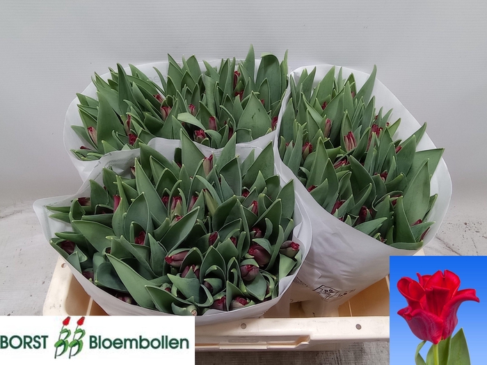 <h4>TU CO RED DRESS</h4>