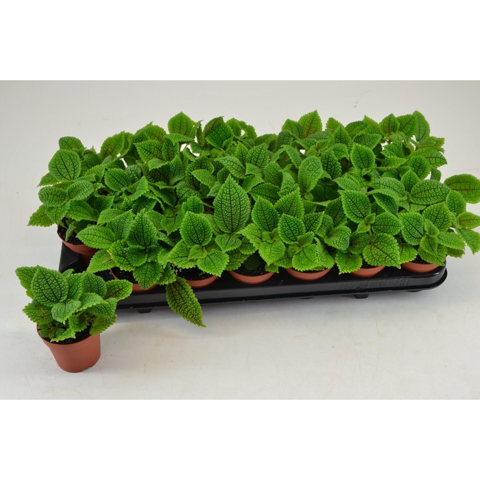 <h4>Pilea mollis alumi 8,5Ø 12cm</h4>