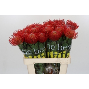 Nutans Ayoba Red