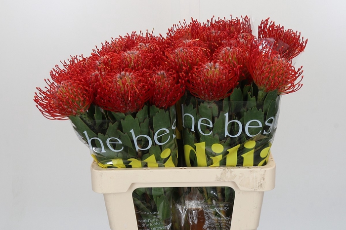 Nutans Ayoba Red