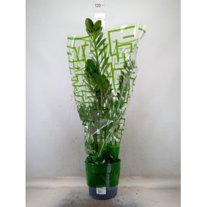 Zamioculcas zamiifolia