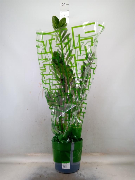 <h4>Zamioculcas zamiifolia</h4>