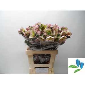 HELL FRK BAYLIS BLUS