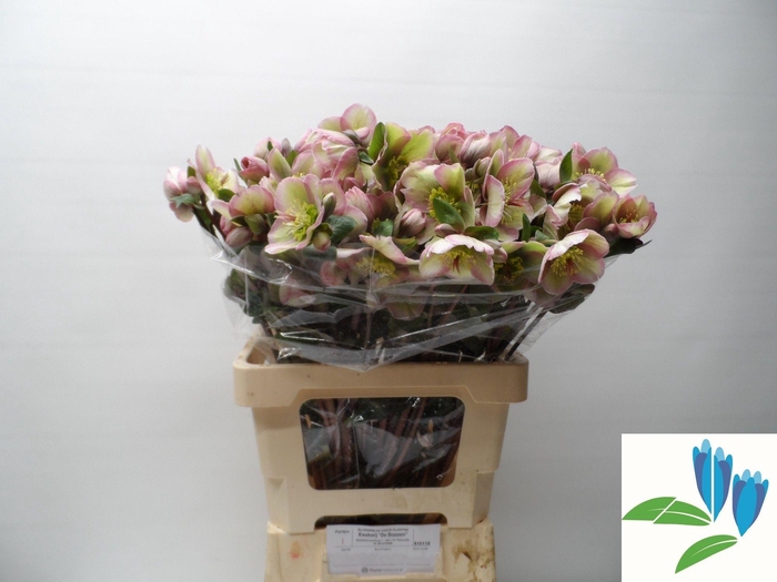 <h4>HELL FRK BAYLIS BLUS</h4>