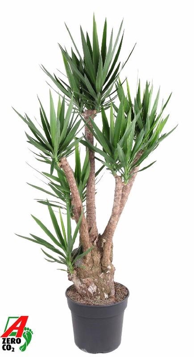 <h4>Yucca Elephantipes vertakt Verzweigt 4/5 er</h4>