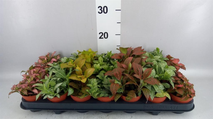 <h4>Fittonia   ...mix 7</h4>