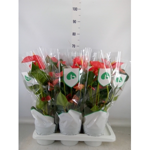 Anthurium andr. 'Madural'