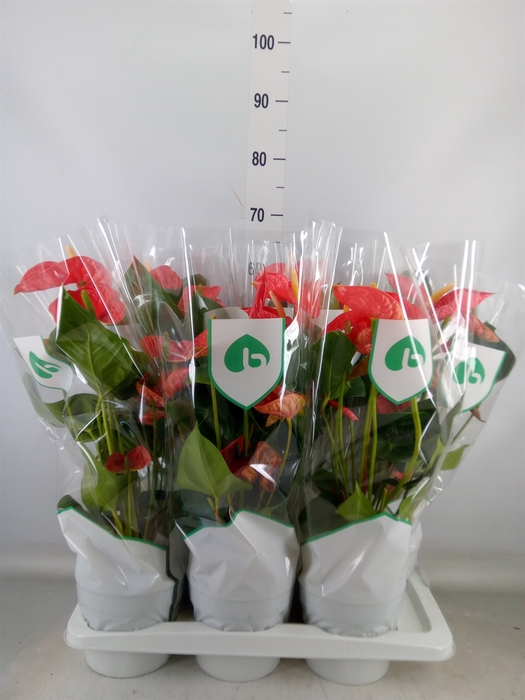 <h4>Anthurium andr. 'Madural'</h4>