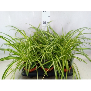 Chlorophytum  'Atlantic'