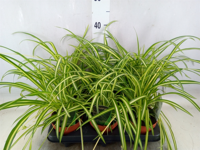 <h4>Chlorophytum  'Atlantic'</h4>
