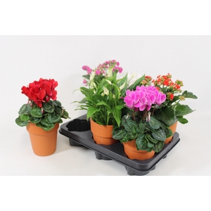 KAMERPL BLOEIEND GEM