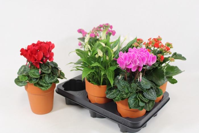 <h4>KAMERPL BLOEIEND GEM</h4>