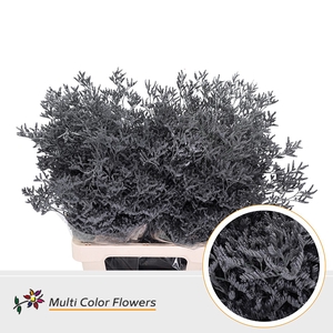 Limonium Grijs