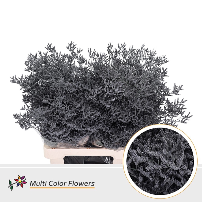 <h4>Limonium Grijs</h4>