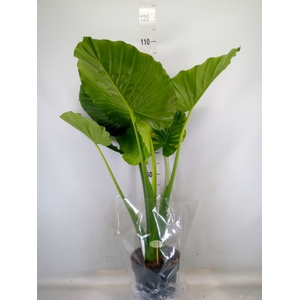 Alocasia gageana