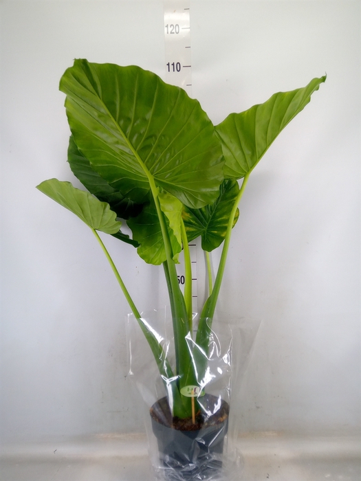 <h4>Alocasia gageana</h4>