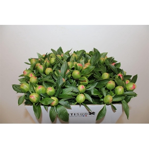 Paeo L Pink Hawaiian Coral