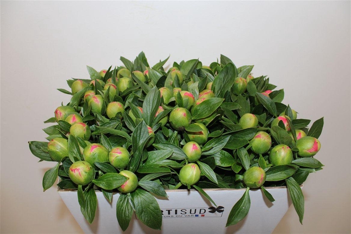 <h4>Paeo L Pink Hawaiian Coral</h4>