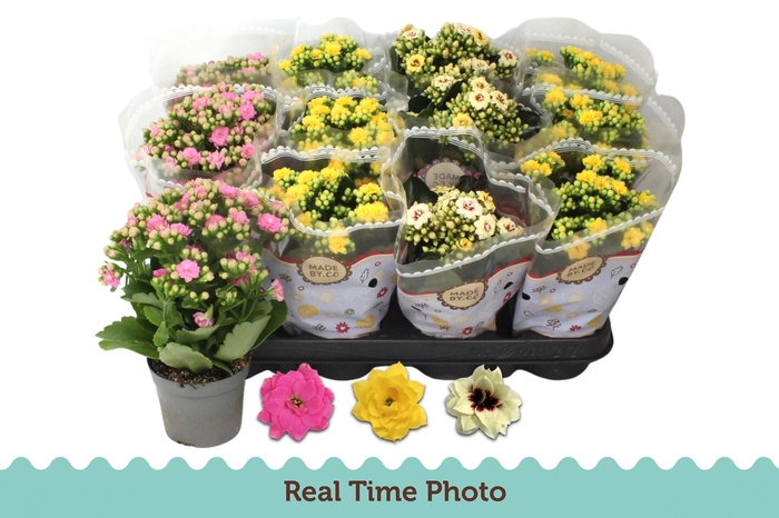 <h4>KAL GE GEM 3 KL</h4>