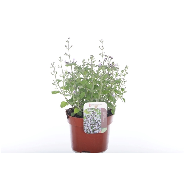 <h4>Calamintha nepeta marv. blue</h4>