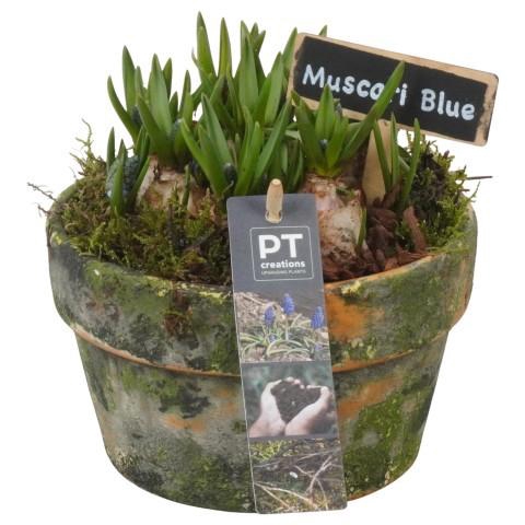 <h4>PTMB6255 Arrangement Muscari Blue in terracotta pot</h4>