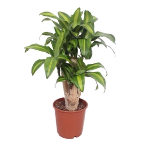 Dracaena Massangeana