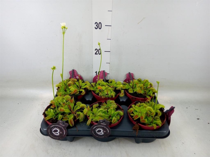 <h4>Dionaea muscipula</h4>