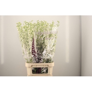 Delph El Dewi White Smile