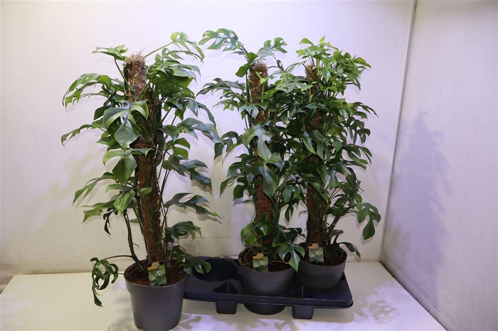 <h4>arr8 Phil Overig</h4>