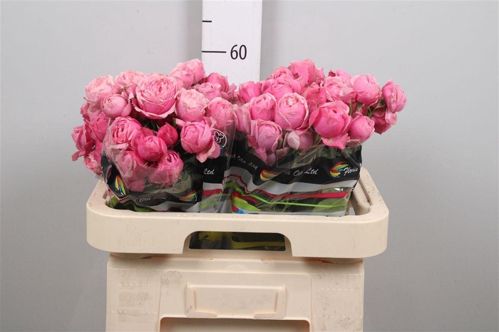 <h4>R Tr Silva Pink+</h4>