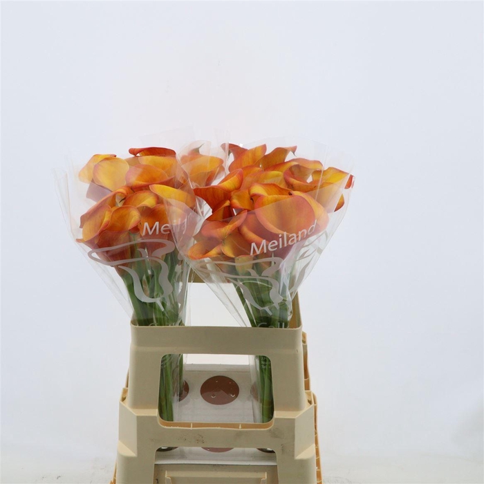 <h4>Zantedeschia 'carvello'</h4>