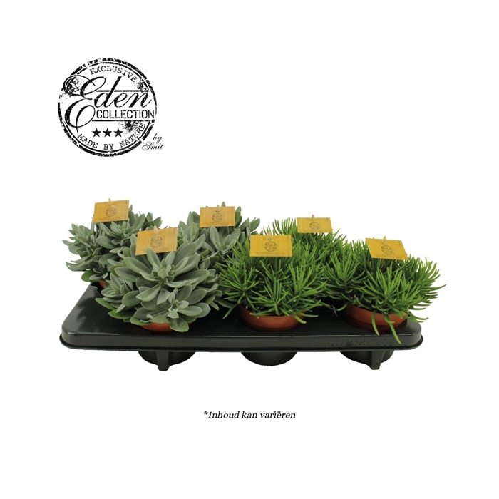 <h4>Senecio gemengd 12cm</h4>