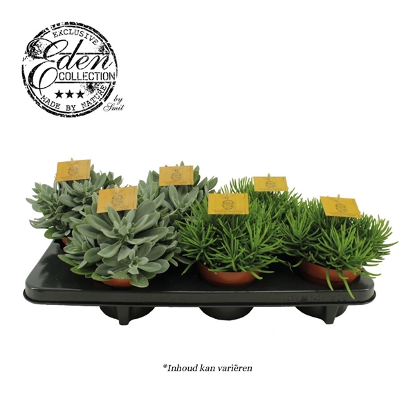 <h4>Senecio gemengd 12cm</h4>