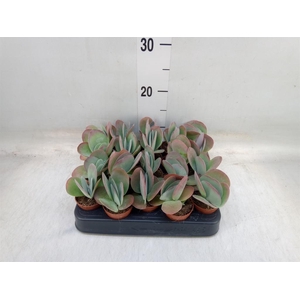 Kalanchoe NF thyrsiflora