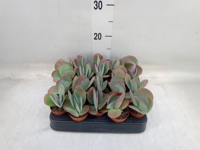 <h4>Kalanchoe NF thyrsiflora</h4>