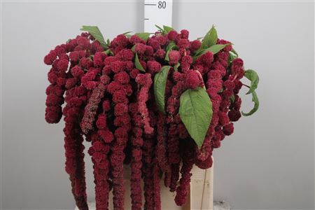 <h4>Amar Ca Rosary</h4>