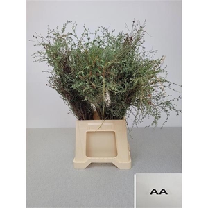 THYMUS CAPITATUS BS EXTRA