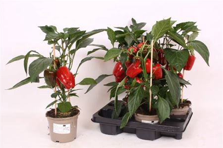 <h4>Paprika Planten</h4>