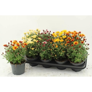 CHRYS GARDEN MUMS GM